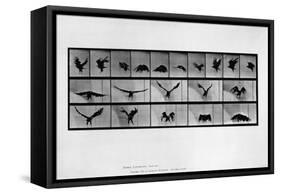 Animal Locomotion-null-Framed Stretched Canvas