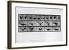 Animal Locomotion-null-Framed Giclee Print