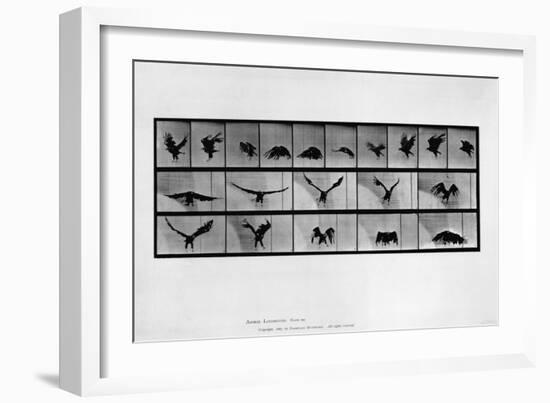 Animal Locomotion-null-Framed Giclee Print