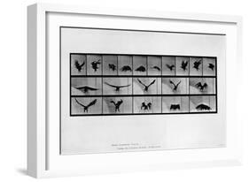 Animal Locomotion-null-Framed Giclee Print