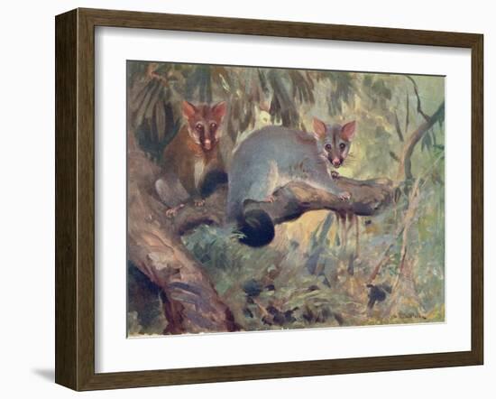 Animal, Phalanger 1909-Cuthbert Swan-Framed Art Print