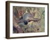 Animal, Phalanger 1909-Cuthbert Swan-Framed Art Print