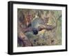 Animal, Phalanger 1909-Cuthbert Swan-Framed Art Print