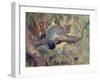 Animal, Phalanger 1909-Cuthbert Swan-Framed Art Print