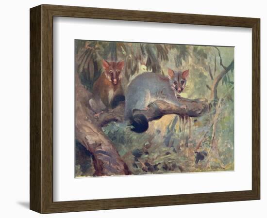 Animal, Phalanger 1909-Cuthbert Swan-Framed Art Print