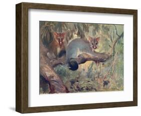 Animal, Phalanger 1909-Cuthbert Swan-Framed Art Print