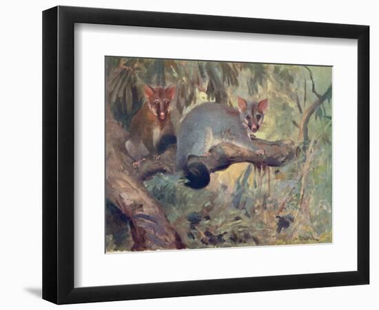 Animal, Phalanger 1909-Cuthbert Swan-Framed Art Print