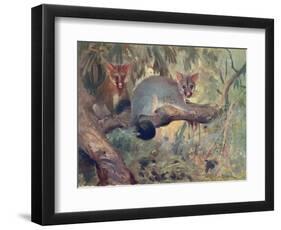 Animal, Phalanger 1909-Cuthbert Swan-Framed Art Print