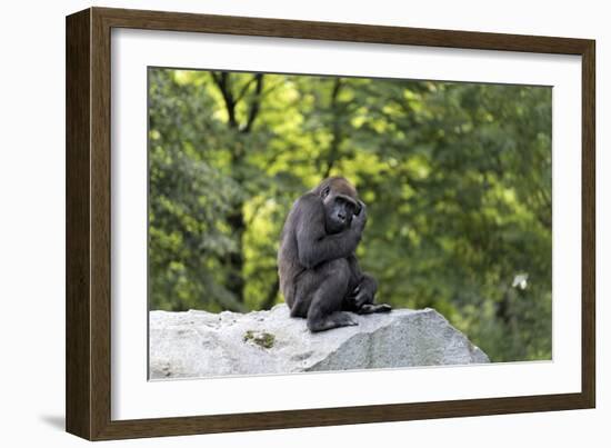 Animal photography, young gorilla sits on big stone and scratches thoughtfully in the head, in the -UtArt-Framed Photographic Print