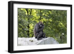 Animal photography, young gorilla sits on big stone and scratches thoughtfully in the head, in the -UtArt-Framed Photographic Print