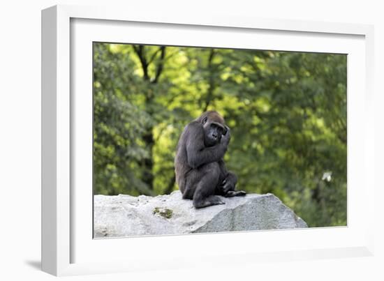 Animal photography, young gorilla sits on big stone and scratches thoughtfully in the head, in the -UtArt-Framed Photographic Print