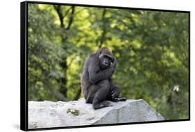 Animal photography, young gorilla sits on big stone and scratches thoughtfully in the head, in the -UtArt-Framed Stretched Canvas