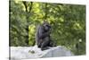 Animal photography, young gorilla sits on big stone and scratches thoughtfully in the head, in the -UtArt-Stretched Canvas