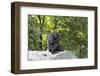 Animal photography, young gorilla sits on big stone and scratches thoughtfully in the head, in the -UtArt-Framed Photographic Print