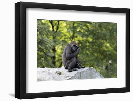 Animal photography, young gorilla sits on big stone and scratches thoughtfully in the head, in the -UtArt-Framed Photographic Print