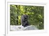 Animal photography, young gorilla sits on big stone and scratches thoughtfully in the head, in the -UtArt-Framed Photographic Print