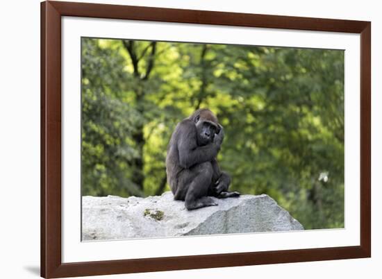 Animal photography, young gorilla sits on big stone and scratches thoughtfully in the head, in the -UtArt-Framed Photographic Print