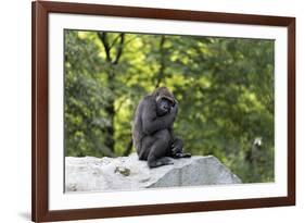 Animal photography, young gorilla sits on big stone and scratches thoughtfully in the head, in the -UtArt-Framed Photographic Print