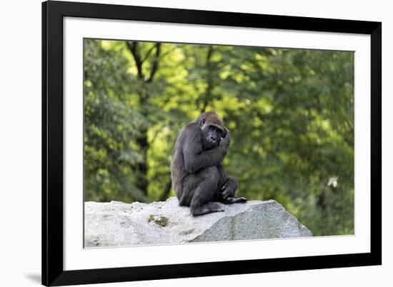 Animal photography, young gorilla sits on big stone and scratches thoughtfully in the head, in the -UtArt-Framed Photographic Print