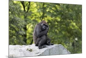 Animal photography, young gorilla sits on big stone and scratches thoughtfully in the head, in the -UtArt-Mounted Photographic Print