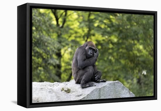 Animal photography, young gorilla sits on big stone and scratches thoughtfully in the head, in the -UtArt-Framed Stretched Canvas