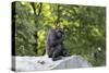 Animal photography, young gorilla sits on big stone and scratches thoughtfully in the head, in the -UtArt-Stretched Canvas