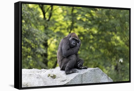Animal photography, young gorilla sits on big stone and scratches thoughtfully in the head, in the -UtArt-Framed Stretched Canvas