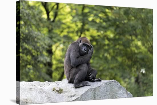 Animal photography, young gorilla sits on big stone and scratches thoughtfully in the head, in the -UtArt-Stretched Canvas