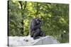 Animal photography, young gorilla sits on big stone and scratches thoughtfully in the head, in the -UtArt-Stretched Canvas