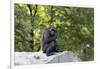 Animal photography, young gorilla sits on big stone and scratches thoughtfully in the head, in the -UtArt-Framed Photographic Print