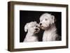 Animal Portrait of Two White Schnauzer Dogs on Dark Background.-Baiajaku-Framed Photographic Print