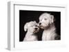 Animal Portrait of Two White Schnauzer Dogs on Dark Background.-Baiajaku-Framed Photographic Print