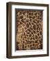 Animal Print 3-Jace Grey-Framed Art Print