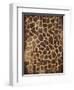 Animal Print 3-Jace Grey-Framed Art Print