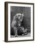 Animal research-Science Source-Framed Giclee Print