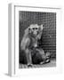 Animal research-Science Source-Framed Giclee Print