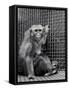 Animal research-Science Source-Framed Stretched Canvas