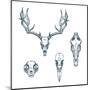 Animal Scull Set Deer Horse Cat Crow-Ptich-ya-Mounted Art Print