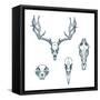 Animal Scull Set Deer Horse Cat Crow-Ptich-ya-Framed Stretched Canvas