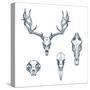 Animal Scull Set Deer Horse Cat Crow-Ptich-ya-Stretched Canvas
