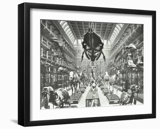 Animal Skeletons at the Royal College of Surgeons, Westminster, London, 1911-null-Framed Premium Photographic Print