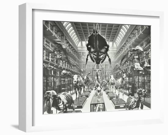 Animal Skeletons at the Royal College of Surgeons, Westminster, London, 1911-null-Framed Premium Photographic Print