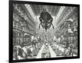 Animal Skeletons at the Royal College of Surgeons, Westminster, London, 1911-null-Framed Photographic Print