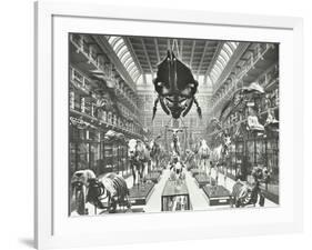 Animal Skeletons at the Royal College of Surgeons, Westminster, London, 1911-null-Framed Photographic Print