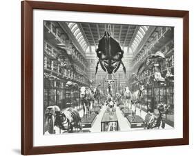 Animal Skeletons at the Royal College of Surgeons, Westminster, London, 1911-null-Framed Photographic Print