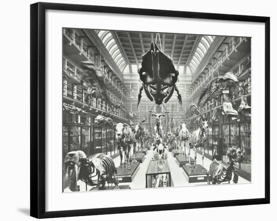 Animal Skeletons at the Royal College of Surgeons, Westminster, London, 1911-null-Framed Photographic Print