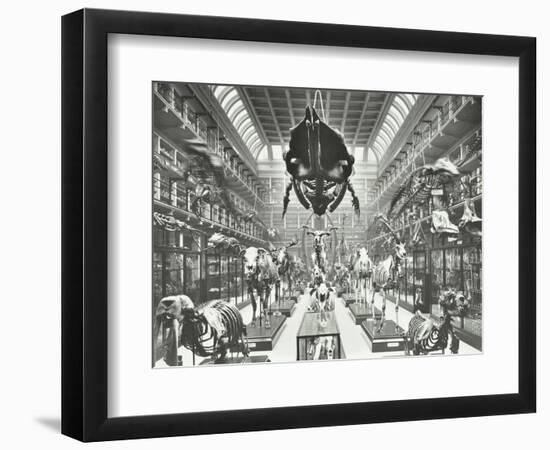 Animal Skeletons at the Royal College of Surgeons, Westminster, London, 1911-null-Framed Photographic Print