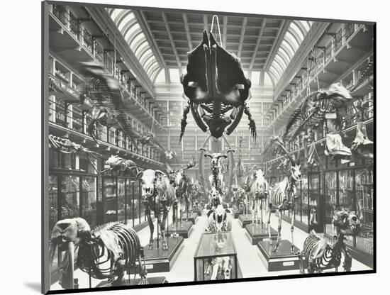 Animal Skeletons at the Royal College of Surgeons, Westminster, London, 1911-null-Mounted Photographic Print