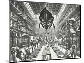 Animal Skeletons at the Royal College of Surgeons, Westminster, London, 1911-null-Mounted Photographic Print