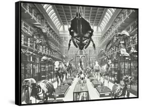 Animal Skeletons at the Royal College of Surgeons, Westminster, London, 1911-null-Framed Stretched Canvas